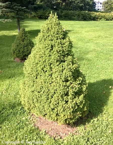 Picea glauca 'Conica', kartiovalkokuusi